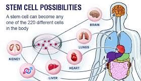 नई दिल्ली: स्टेम सेल से इलाज का दावा कितना कारगर है और इसको लेकर क्या प्रावधान होने चाहिए, मरीजों को ये सब बताने के लिए भारतीय चिकित्सा परिषद (आइसीएमआर) योजना पर काम कर रही है। अकसर देखने में आया है कि लाइलाज बीमारियों में डॉक्टर स्टेम सेल कोकारगर मानते हैं। परंपरागत दवाओं से इलाज कराकर परेशान मरीजों के पास कोई और विकल्प भी नहीं होता और इसमें इलाज खर्च भी मोटा होता है। अब आइसीएमआर अपनी वेबसाइट के जरिए मरीजों को स्टेम सेल थेरेपी के बारे में जानकारी देगी। स्टेम सेल थेरेपी मरीजों के इलाज के लिए अभी अधिकृत थेरेपी नहीं है। फिर भी प्राइवेट डॉक्टर स्टेम सेल से कई बीमारियों का इलाज कर रह मोटी रकम वसूल रहे हैं। आइ. सी. एमआर इसको लेकर सख्त नजर आ रहा है। स्टेम सेल से जुड़ी तमाम जानकारी आईसीएमआर वेबसाइट पर अपलोड करेगी। ऐसे में मरीज जानकारी ले सकेंगे कि स्टेम सेल किन बीमारियों के इलाज में कारगर है और किन बीमारियों के इलाज के नाम पर डॉक्टर गैरकानूनी रूप से पैसा वसूल रहे हैं। आइसीएमआर की महानिदेशक डॉ. सौम्या स्वामीनाथन कहती हैं कि कि स्टेम सेल ल्यूकिमिया (ब्लड कैंसर), थैलेसीमिया आदि रक्त की बीमारियों फायदेमंद है। कई डॉक्टर मस्तिष्क से जुड़ी बीमारियों का इलाज कर रहें हैं। वे दावा करते हैं कि स्टेम सेल से ऑटिज्म, पारकिंसस, सेरिब्रल पैलसी, ब्रेन स्ट्रॉक जैसी बीमारियों से पीड़ित मरीजों को फायदा होता है। डॉक्टर न सिर्फ यह दावा करते हैं बल्कि मरीजों का इलाज भी कर रहे हैं और पैसे भी लेते हैं। यह भी तब, जबकि अब तक शोधों में यह साबित नहीं हुआ है कि स्टेम सेल मस्तिष्क की बीमारियों में कितना फायदेमंद है। यह तकनीक अभी शोध और क्लीनिकल परीक्षण के स्तर पर है। इस दौरान नियमानुसार मरीजों से पैसे लेना गैरकानूनी है। इलाज के किसी तकनीक पर शोध और क्लीनिकल परीक्षण से पहले आइसीएमआर से स्वीकृति लेना पड़ता है। उसके बगैर क्लीनिकल परीक्षण करना नियमों के विरुद्ध है।