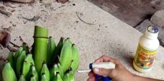 बाजार में बेचा जा रहा है जहरीला केला