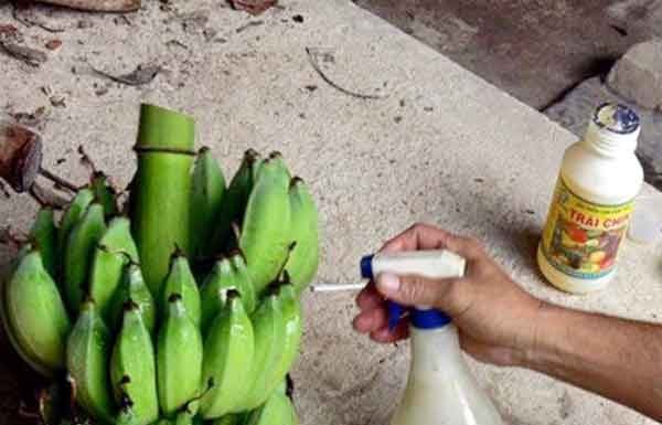 बाजार में बेचा जा रहा है जहरीला केला