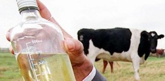 गोमूत्र से बनेगी दवा