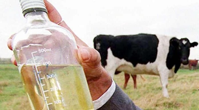 गोमूत्र से बनेगी दवा