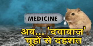 शराब के बाद अब दवा पीने लगे चूहे
