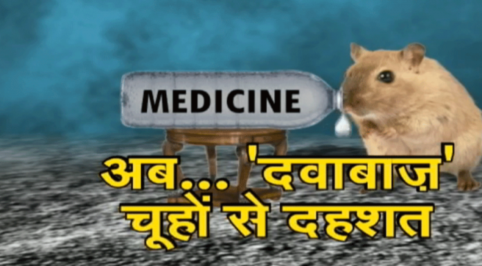 शराब के बाद अब दवा पीने लगे चूहे