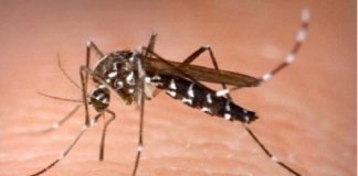 अब इंसान को काटा तो खुद मरेगा मच्छर