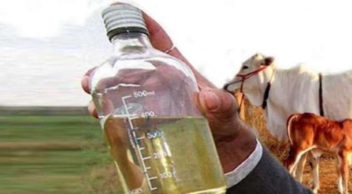 गौमूत्र से दूर होगा ब्रेस्ट कैंसर