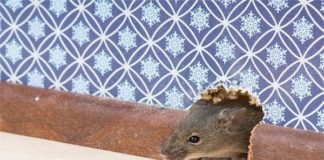 चूहों ने कर डाला मरीज की टांग का आप्रेशन!