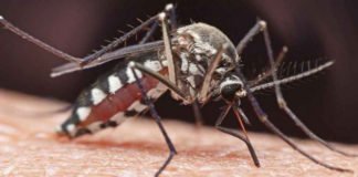मलेरिया के मच्छरों ने की दवाइयां फेल