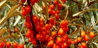 फार्मा कंपनियां करेंगी औषधियां खरीदने में मदद