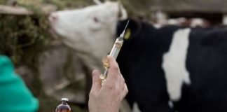 डेयरी पर रेड, प्रतिबंधित इंजेक्शन बरामद