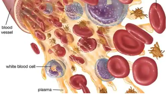Coronavirus: अब स्वस्थ मरीजों के प्लाज्मा से होगा कोरोना पीड़ितों का इलाज