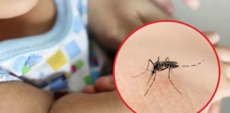 इन दिनों डेंगू के मच्छर से रहें सावधान