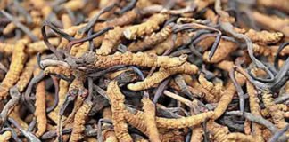 सेक्स पॉवर बढ़ाने वाली ‘हिमालयन वायग्रा’ रेड लिस्ट में शामिल