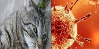 कोरोना में भी कारगर मिली बिल्लियों के इलाज की दवा