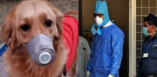 इंसानों के साथ अब पालतू जानवरों को कोरोना का बड़ा खतरा