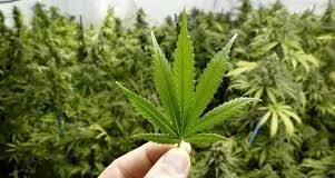 आखिर WHO की सिफारिश के बाद UN ने भी माना ‘भांग’ ड्रग्स नहीं दवा