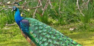 मोर के मांस से तैयार कर रहा था यौन शक्तिवर्धक दवा, पुलिस ने किया काबू