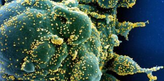 कोरोना के डेल्टा वेरिएंट ने फिर लिया नया रूप, एंटीबॉडी कॉकटेल दवा को भी कर सकता है बेअसर