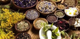 हर्बल दवा नीरी-केएफटी गुर्दे को ठीक करने में कर सकती है मदद : शोध