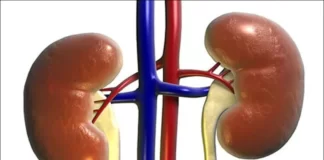 वर्ल्ड किडनी डे : गंभीर रोगियों के लिए जीवनरक्षक है आयुर्वेदिक जड़ी-बूटियां किडनी