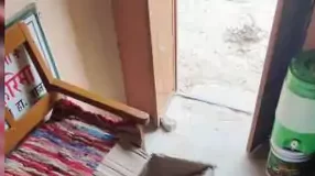 छापेमारी में नारकोटिक्स और साइकोट्रॉपिक दवाओं का भंडारण मिला जब्त