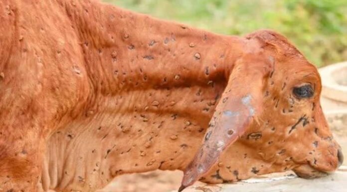 इस राज्य के 15 जिलों में फैल चुकी है लम्पी बीमारी lumpy