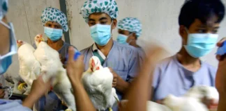 बढ़ने लगे बर्ड फ्लू के मामले, जांच के लिए पहुंची टीम bird flu