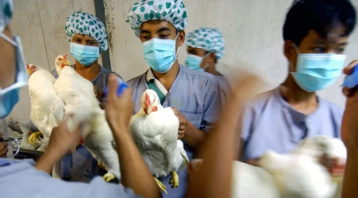 बढ़ने लगे बर्ड फ्लू के मामले, जांच के लिए पहुंची टीम bird flu