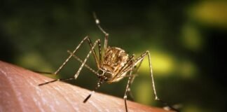 जापानी इंसेफेलाइटिस से जंग, 48 लाख बच्चों का होगा टीकाकरण जापानी