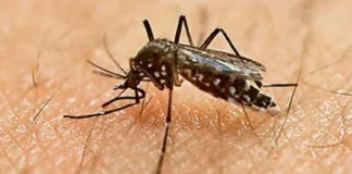 जीका वायरस का पहला मामला आया सामने, राज्य में अलर्ट जारी zika_virus_