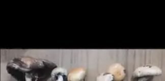 तमिलनाडु में मैजिक मशरुम बेचने के आरोप में 4 गिरफ्तार