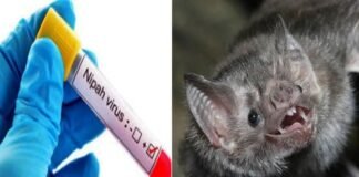 केरल में निपाह वायरस ने मचाया कोहराम, स्कूल- कॉलेज हुए बंद