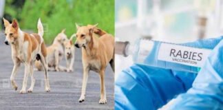 रेबीज वैक्सीन को गलत जगह पर लगाने से जान का ख़तरा रेबीज