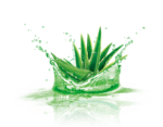 aloe_vera_PNG30