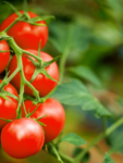 cropped-Tomatoes.png