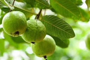 guava-plant-500x500
