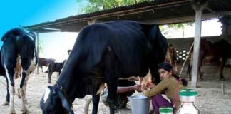 ऑक्सीटोसिन के दुरुपयोग पर हाईकोर्ट ने केंद्र को सौंपा नोटिस