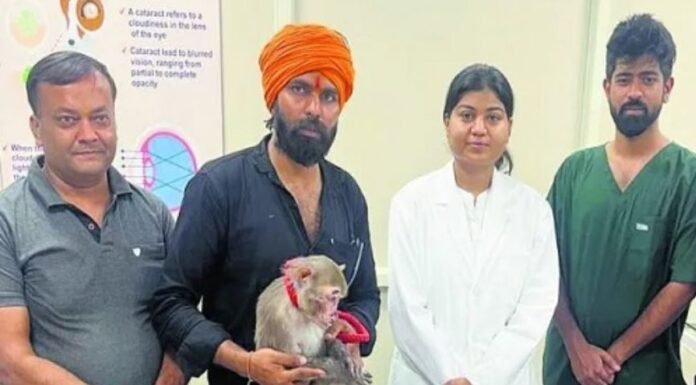 हरियाणा में पहली बार अंधे बंदर का मोतियाबिंद का सफल ऑपरेशन