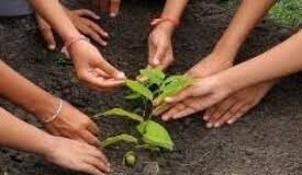 चिकित्सा विभाग चलाएगा हरि-वन वृक्षारोपण अभियान प्रदेश के चिकित्सा संस्थानों में लगाए जाएंगे 1 लाख पौधे।