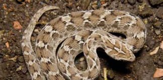 एंटीवेनम दवा से नहीं हो पा रहा इस सांप के काटे का इलाज