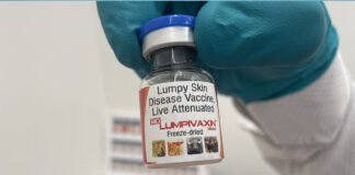 गांठदार त्वचा रोग के लिए बायोवेट की वैक्सीन को मिला लाइसेंस