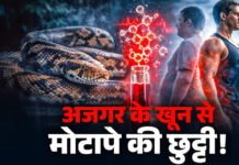 वेट लॉस की दवा बनाने में अजगर का खून कारगर