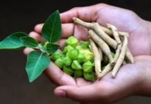 हेल्थ सप्लीमेंट्स में अश्वगंधा के इस्तेमाल पर लगी रोक