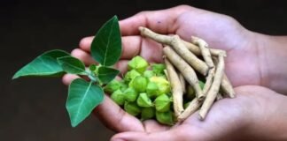 हेल्थ सप्लीमेंट्स में अश्वगंधा के इस्तेमाल पर लगी रोक