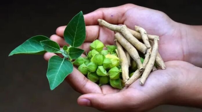 हेल्थ सप्लीमेंट्स में अश्वगंधा के इस्तेमाल पर लगी रोक